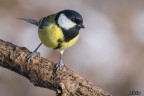 Cinciallegra (Parus major) Cinciallegra (Parus major)