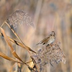 Lo spuntino Lo spuntino