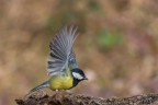 Cinciallegra(Parus major) Cinciallegra(Parus major)