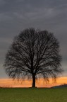 Solitary tree Solitary tree