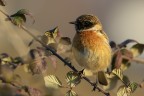 Saltimpalo (Saxicola torquata)