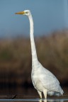 Airone bianco maggiore_Ardea alba Airone bianco maggiore_Ardea alba