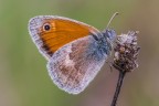 Ero concentrato nel ritrarre il piccolo ragnetto sull'arbusto, ma, al momento dello scatto,  arrivata una intrusa (direi Coenonympha pamphilus), che ha rubato tutta la scena!! :D

Critiche e commenti sono graditi
[url=http://postimg.org/image/3taocgz7p/full/]H.R.[/url]