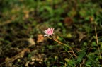 Semplice fiore di campo... (scattata con Canon 600D 18 Mpx)