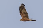 Falco di palude Falco di palude