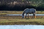 Camargue II Camargue II
