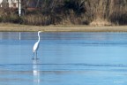 Riserva naturale Isola della Cona, foce fiume Isonzo