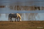 Riserva naturalistica Isola della Cona, foce del fiume Isonzo. Cavallo Camargue.

Suggerimenti, osservazioni, critiche e commenti ben accetti