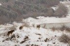 lupi in cattivit a Villetta Barrea (AQ) presso il Parco Nazionale d'Abruzzo Lazio e molise