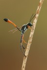 Ammophila heydeni Ammophila heydeni
