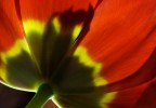 Flower's ghost Flower's ghost