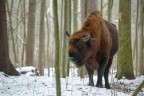 Il re della foresta di Bialowieza Il re della foresta di Bialowieza