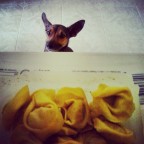 Sorveglianza Speciale Sorveglianza Speciale