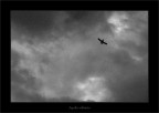 Aquila solitaria Aquila solitaria