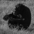 ma queste non ci sono nella giungla ( piu grande) ma queste non ci sono nella giungla ( piu grande)