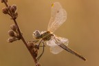 Un altra femminuccia di Sympetrum fonscolombii...scatto  eseguito agli inizi di Settembre 2013 .
Treppiede,plamp,pannellini,scatto remoto

[url=http://postimg.org/image/io6y97va7/full/] Versione a 2500px [/url]

Critiche e consigli sono sempre graditi ed apprezzati :)

Un saluto a tutti