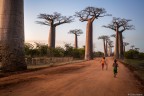 Baobab Alley Baobab Alley