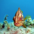 Cernia dorata Cernia dorata