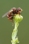 Conopidae quadrifasciato

bruttino.... ma si raschia il barile... Commenti e consigli.
http://postimg.org/image/rztwx6x4r/full/