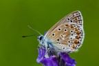 Il Polyommatus Icarus dovrebbe essere il licenide pi diffusio in Italia.
Non ho ben capito se, da questa posa, sia possibile distinguere il maschio dalla femmina.

Critiche e commenti sono graditi
[url=http://postimg.org/image/mslexw4ed/full/]H.R.[/url]