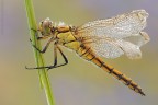 Orthetrum cancellatum (Linnaeus, 1758) Orthetrum cancellatum (Linnaeus, 1758)