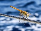 Durante una traversata a vela questa libellula si  posata su una draglia e mi ha tenuto compagnia. Messo il timone in automatico e afferrato la fotocamera....