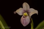 Phragmipedium schlimii Phragmipedium schlimii