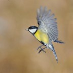 Cinciallegra Cinciallegra