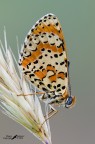 Melitea didyma Melitea didyma