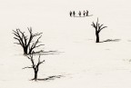 Passeggiando per la Dead Vlei Passeggiando per la Dead Vlei