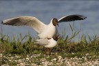 Consigli e commenti sono sempre ben accetti.

Gabbiani comuni in accoppiamento - Isola di Texel (Olanda)

Canon D MK IV + Canon 500 mm 
Iso 400 av. 8.0 tv 1/1250

Ciao 
Luca