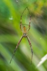 Ecco un maschio di Argiope Bruennichi, poco fotografato, non solo perch la femmina  molto pi bella, ma anche perch lui  pi raro (di solito, dopo la "prima notte di nozze", la femmina se lo mangia...)
Critiche e commenti sono graditi
[url=http://postimg.org/image/wrmyldo3p/full/]H.R.[/url]