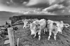 Cows & Cliffs Cows & Cliffs