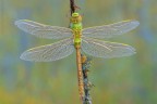 Anax imperator.... Anax imperator....