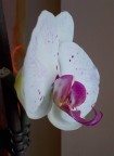 Orchidea Orchidea