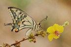 Papilio machaon Papilio machaon