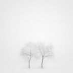 Twin trees Twin trees