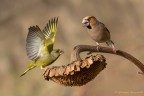 La battaglia continua Verdone VS Frosone La battaglia continua Verdone VS Frosone