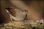 Gallinella d'acqua