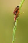 Uno scatto di questi due communissimi Coleotteri,Rhagonycha fulva, in accoppiamento ripresi la  primavera 2013.
Treppiede,scatto remoto,plamp e i soliti pannellini

Critiche e consigli sono molto graditi ed apprezzati

Un saluto