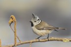 Cincia dal ciuffo (Lophophanes cristatus), 
C & c sono graditi.
Canon 5D MkIII, Canon 400mm + 1,4, iso 640, 1/1000s, f8, iso 640, capanno mobile, reti mimetiche

[url=http://imageshack.com/a/img538/1849/UvxEtI.jpg]Clicca qui per la versione ad alta risoluzione! 5140px[/url]