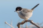 Sylvia melanocephala Sylvia melanocephala