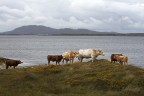 Heart of Connemara