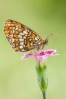 Melitaea athalia Melitaea athalia