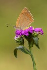 Lycaena phlaeas Lycaena phlaeas