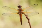 Libellula fulva (maschio immaturo) Libellula fulva (maschio immaturo)