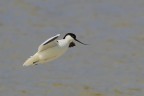 Avocetta Avocetta