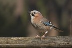 Ghiandaia (Garrulus glandarius)