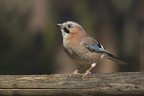 Ghiandaia (Garrulus glandarius) Ghiandaia (Garrulus glandarius)