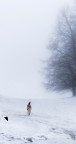 Cane delle nevi